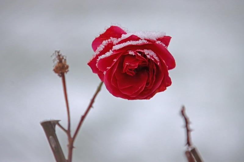 Fantasy Flower
